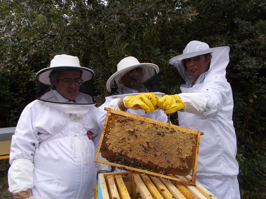 les-colmenes-de-tate-asturias-abejas-colmenas-miel
