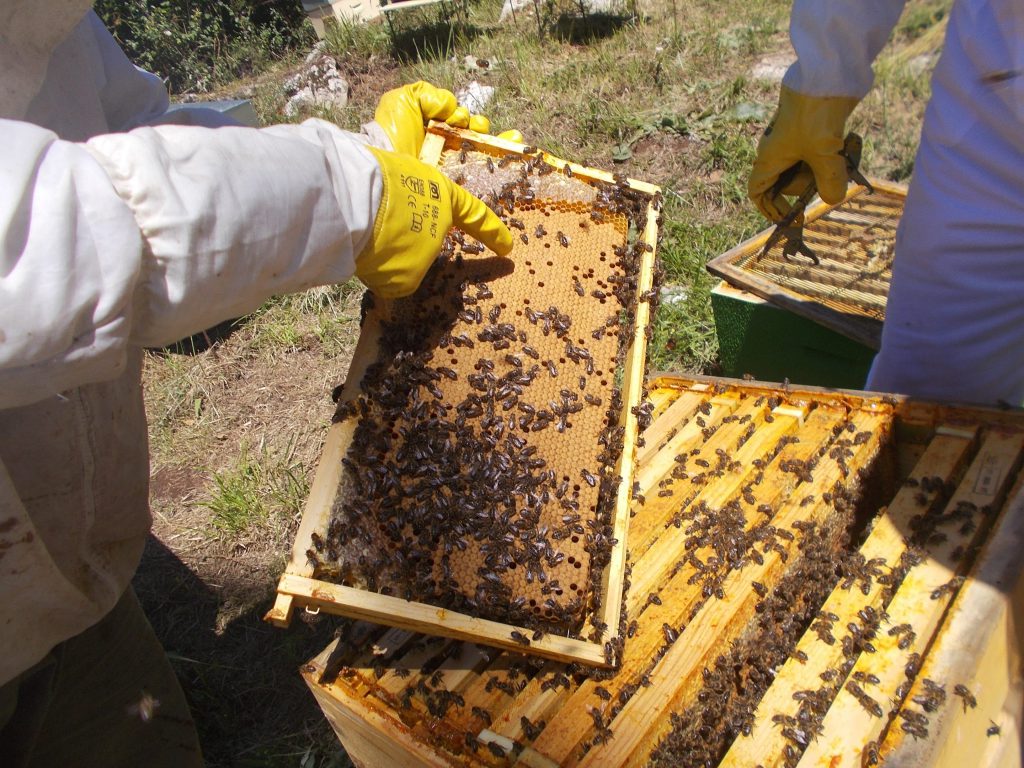 les-colmenes-de-tate-asturias-abejas-colmenas-miel-15