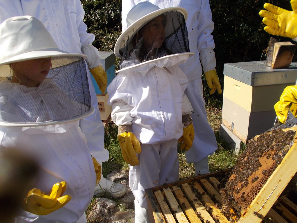 les-colmenes-de-tate-asturias-abejas-eztia-miel