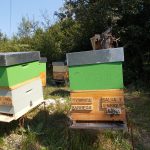 les-colmenes-de-tate-eztia-abejas-colmenas-miel