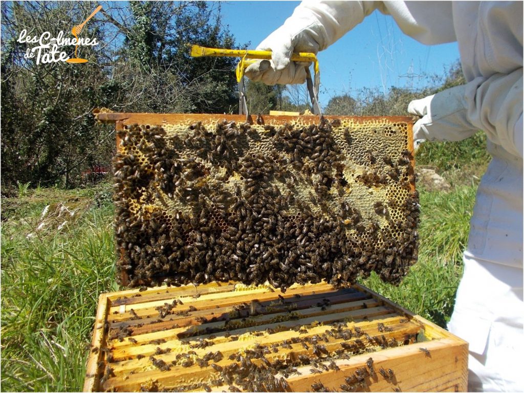 les-colmenes-de-tate-asturias-abejas-colmenas-miel-alzacuadros
