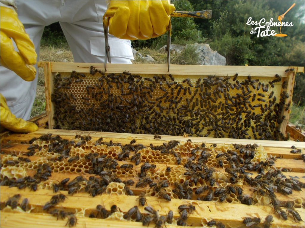 les-colmenes-de-tate-asturias-abejas-colmenas-miel-alzacuadros-2