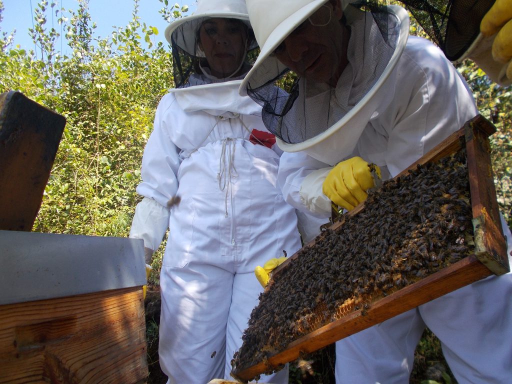les-colmenes-de-tate-asturias-abejas-miel-24