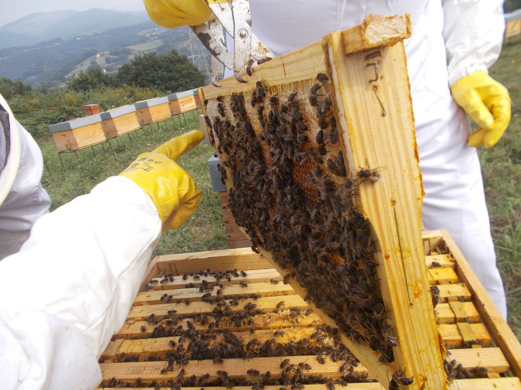 les-colmenes-de-tate-asturias-abejas-colmenas-miel-13-min
