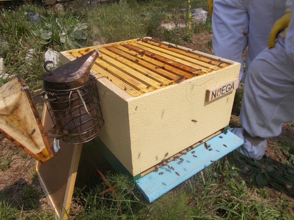 s-colmenes-de-tate-asturias-abejas-colmenas-miel-3