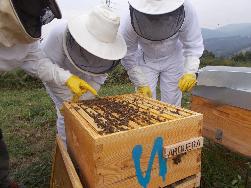les-colmenes-de-tate-asturias-abejas-colmenas-miel-32-min