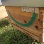 les-colmenes-de-tate-asturias-abejas-colmenas-miel-17