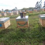 les-colmenes-de-tate-asturias-abejas-colmenas-miel-18