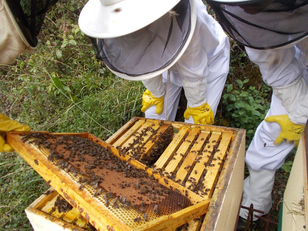 lmenes-de-tate-asturias-abejas-colmenas-miel-4