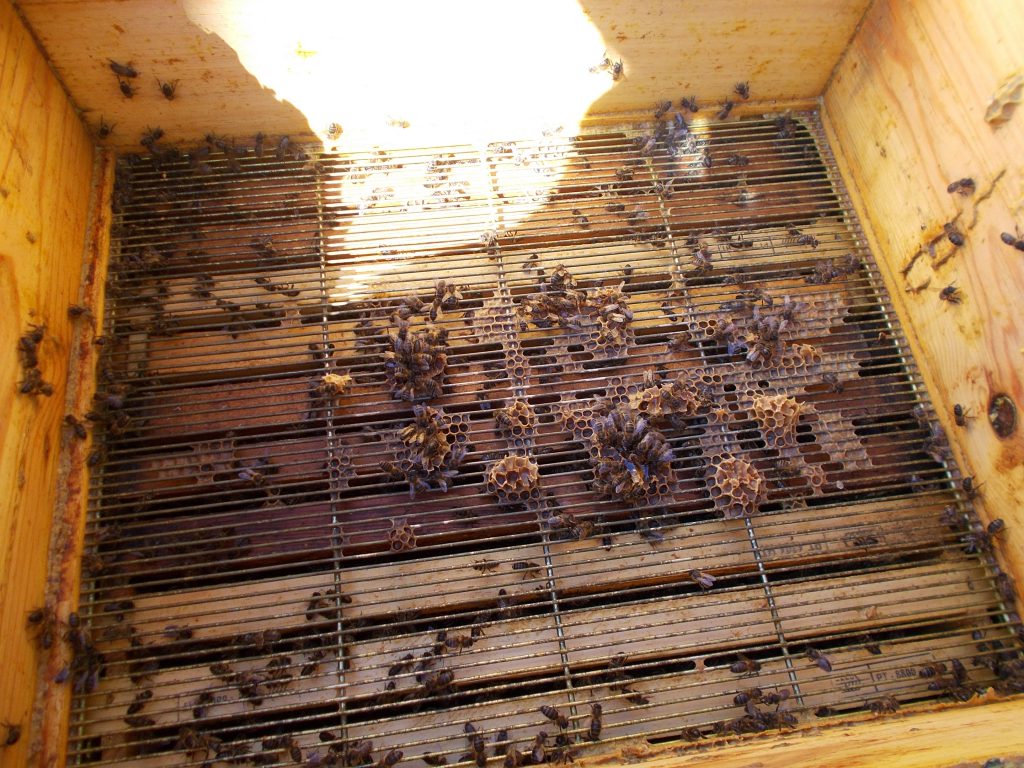 les-colmenes-de-tate-asturias-abejas-colmenas-miel-23