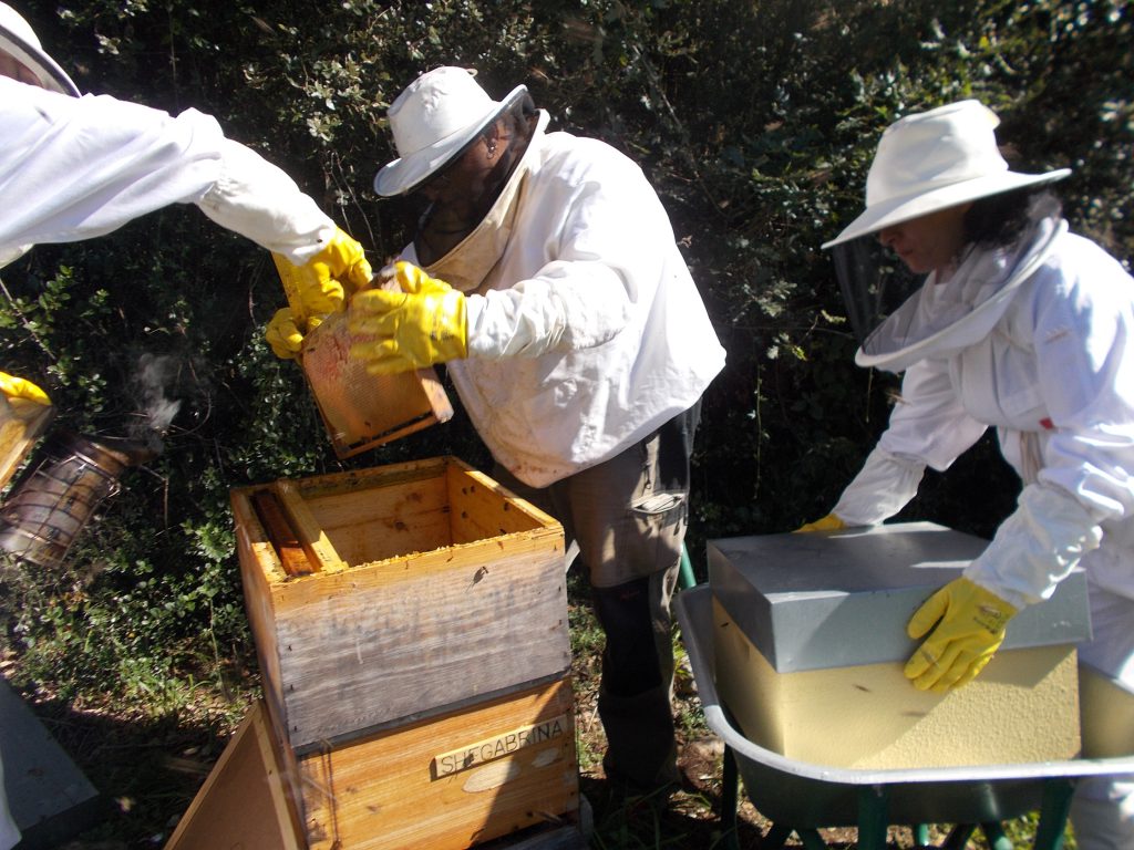 les-colmenes-de-tate-asturias-abejas-colmenas-miel-6