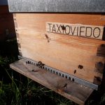 les-colmenes-de-tate-asturias-abejas-colmenas-miel