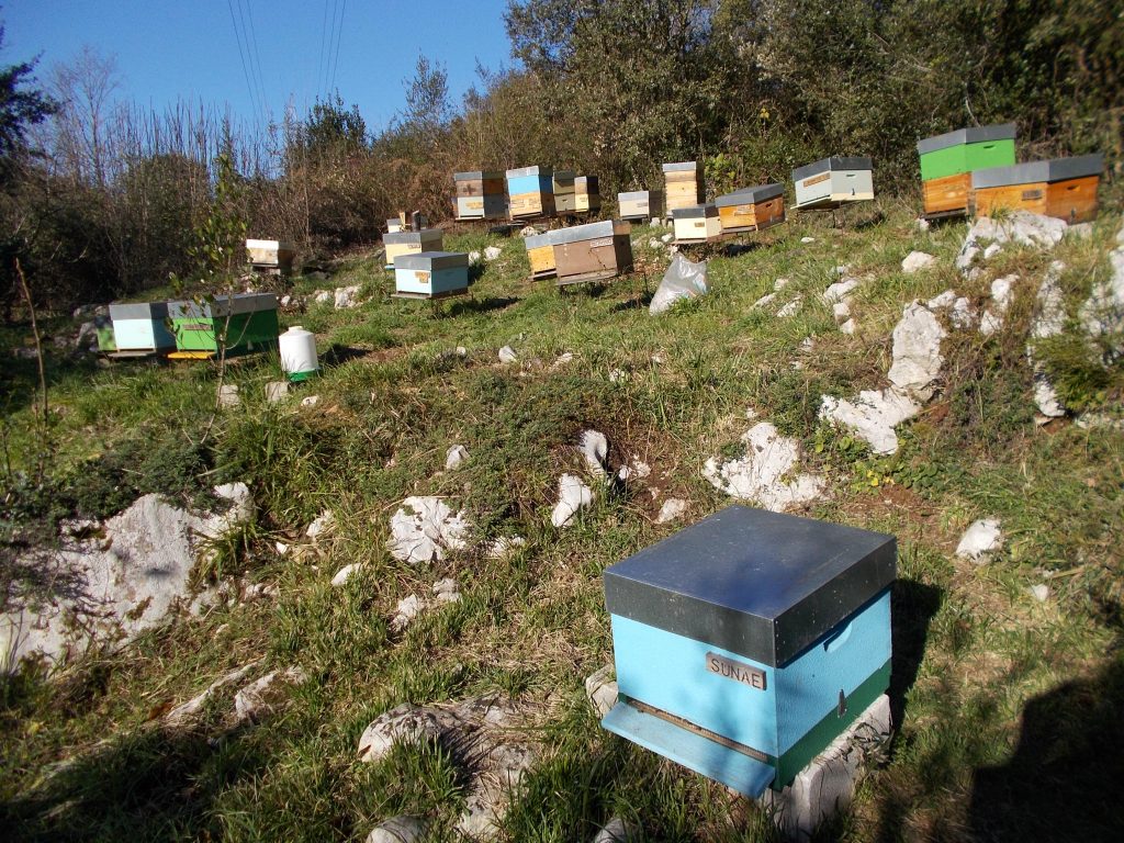 les-colmenes-de-tate-asturias-abejas-colmenas-miel-sociedad-prevencion