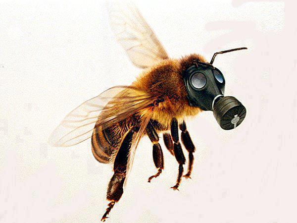 Les Colmenes de Tate se une a Greenpeace contra los enemigos de las abejas