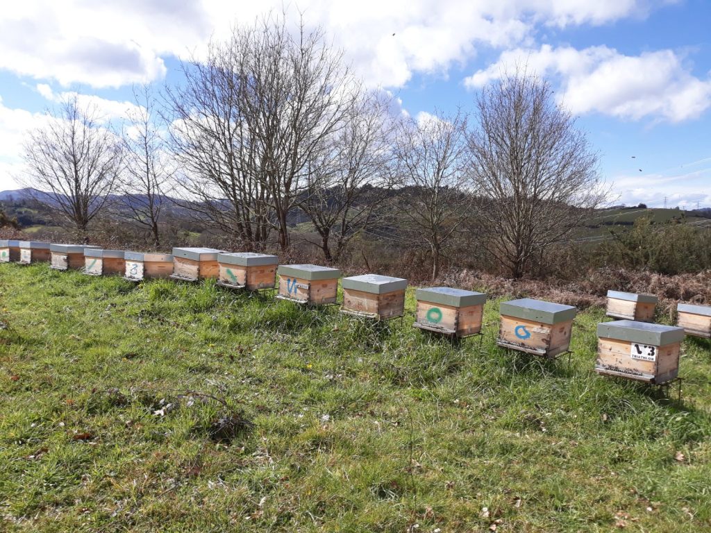 les-colmenes-de-tate-asturias-abejas-colmenas-miel-intedya-2