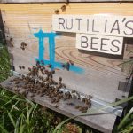 les-colmenes-de-tate-asturias-abejas-colmenas