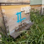 les-colmenes-de-tate-asturias-abejas-colmenas-miel-2 (3)