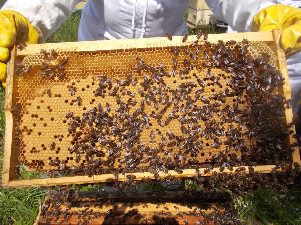 les-colmenes-de-tate-asturias-abejas-colmenas-miel-malen-keco