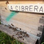 les-colmenes-de-tate-asturias-abejas-miel-la-cibrera