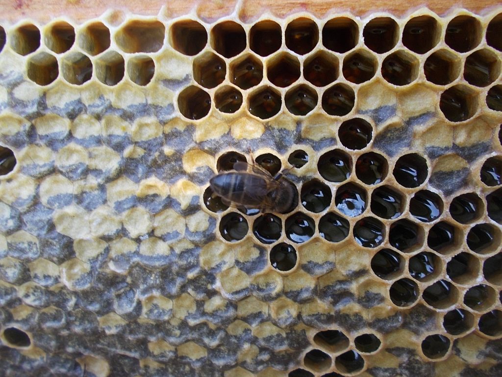 les-colmenes-de-tate-asturias-abejas-colmenas-miel-4 (