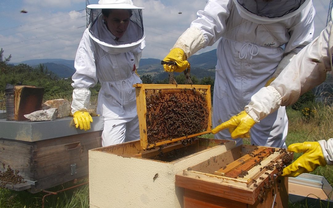 Prácticas en el colmenar: alumnos escuela online apicultura