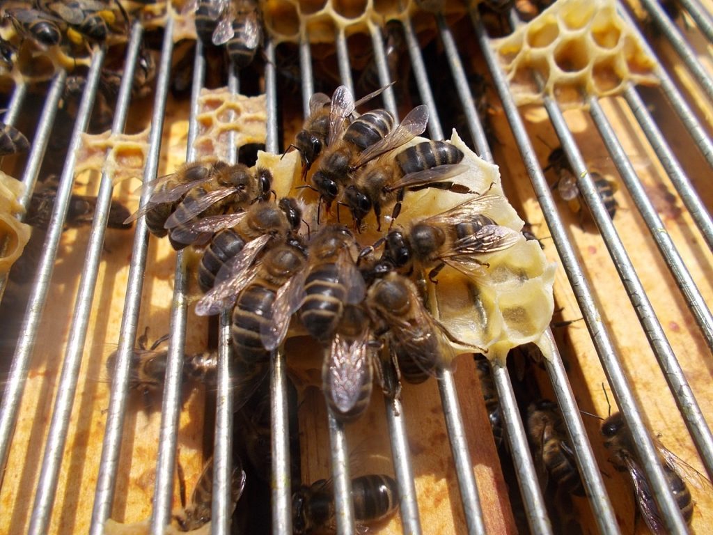 les-colmenes-de-tate-asturias-abejas-colmenas-miel-pesticidas