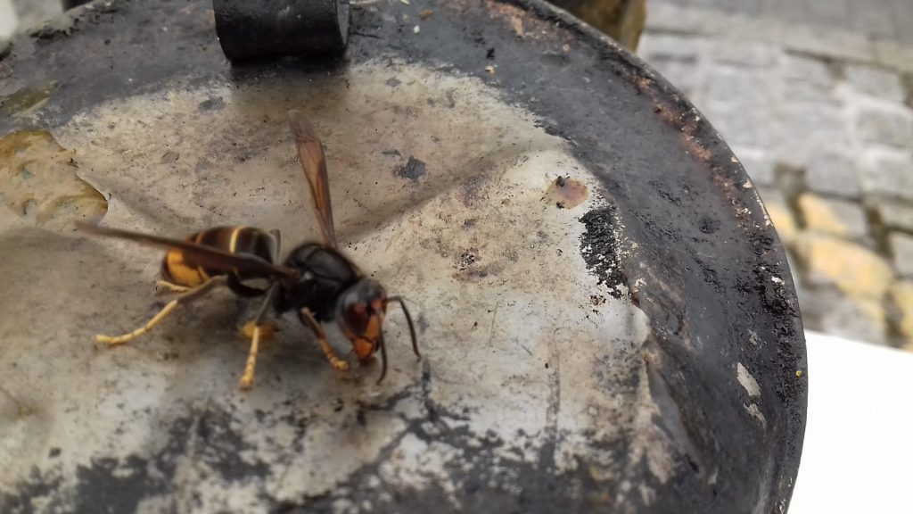 les-colmenes-de-tate-asturias-abejas-colmenas-miel-vespa-velutina