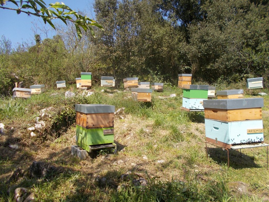 les-colmenes-de-tate-asturias-miel-abejas