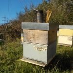 les-colmenes-de-tate-asturias-abejas-colmenas-miel-2
