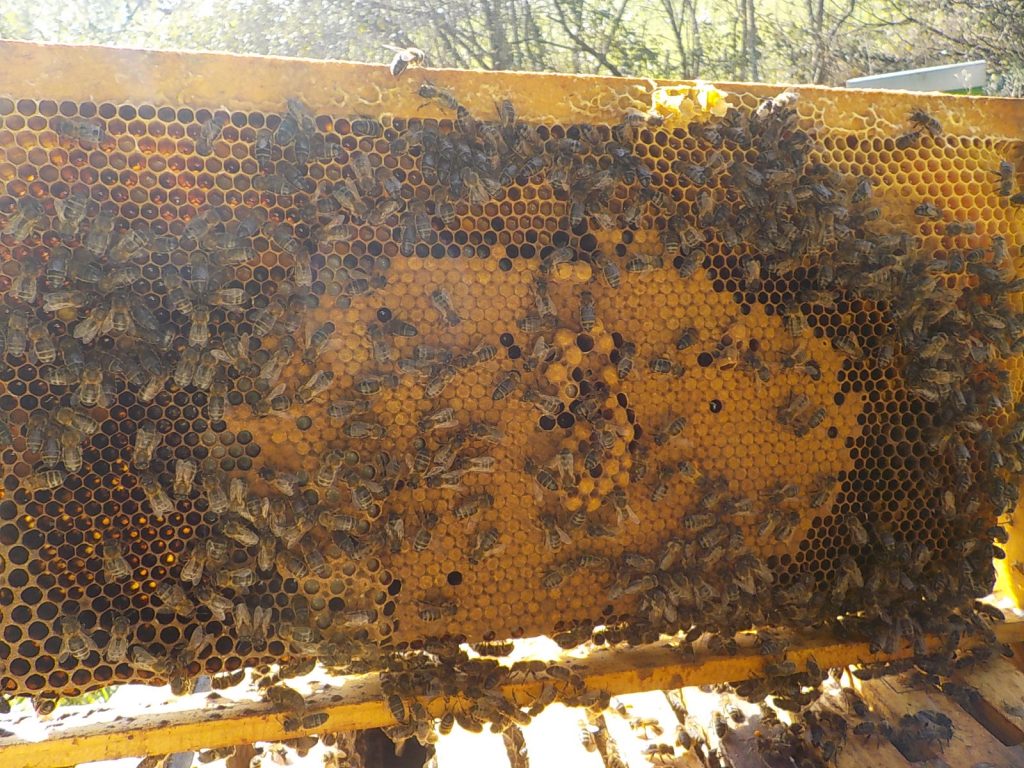 les-colmenes-de-tate-asturias-abejas-colmenas-miel-zánganos-3