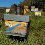 les-colmenes-de-tate-asturias-abejas-colmenas-miel-bruce-3