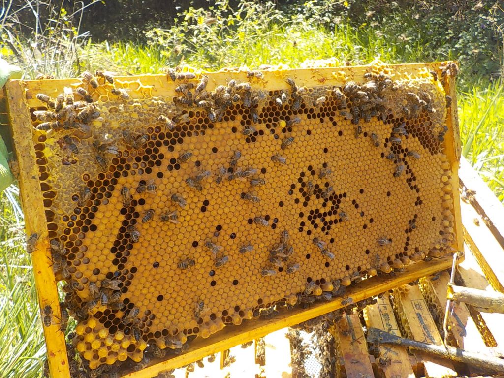 les-colmenes-de-tate-asturias-abejas-colmenas-miel (5)