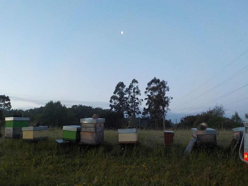 les-colmenes-de-tate-asturias-abejas-colmenas-miel-amanece