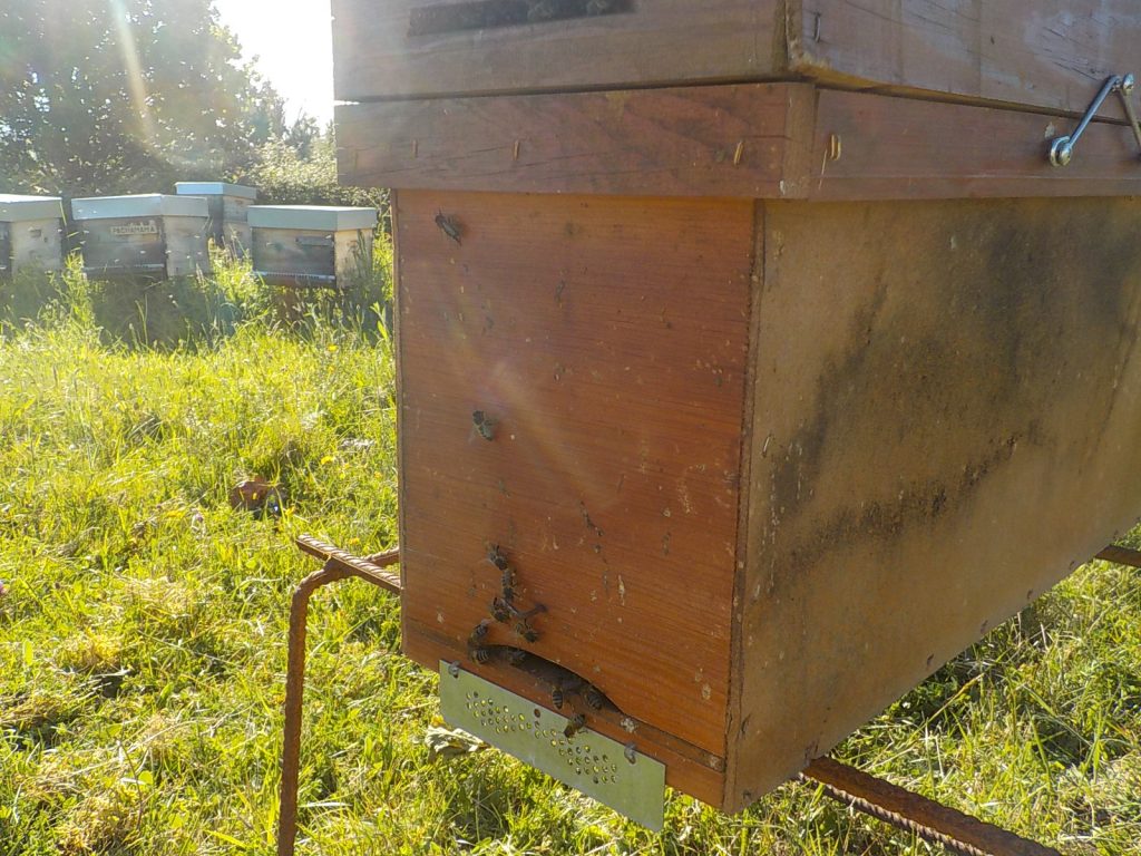 les-colmenes-de-tate-asturias-abejas-colmenas-miel-nucleos (2)