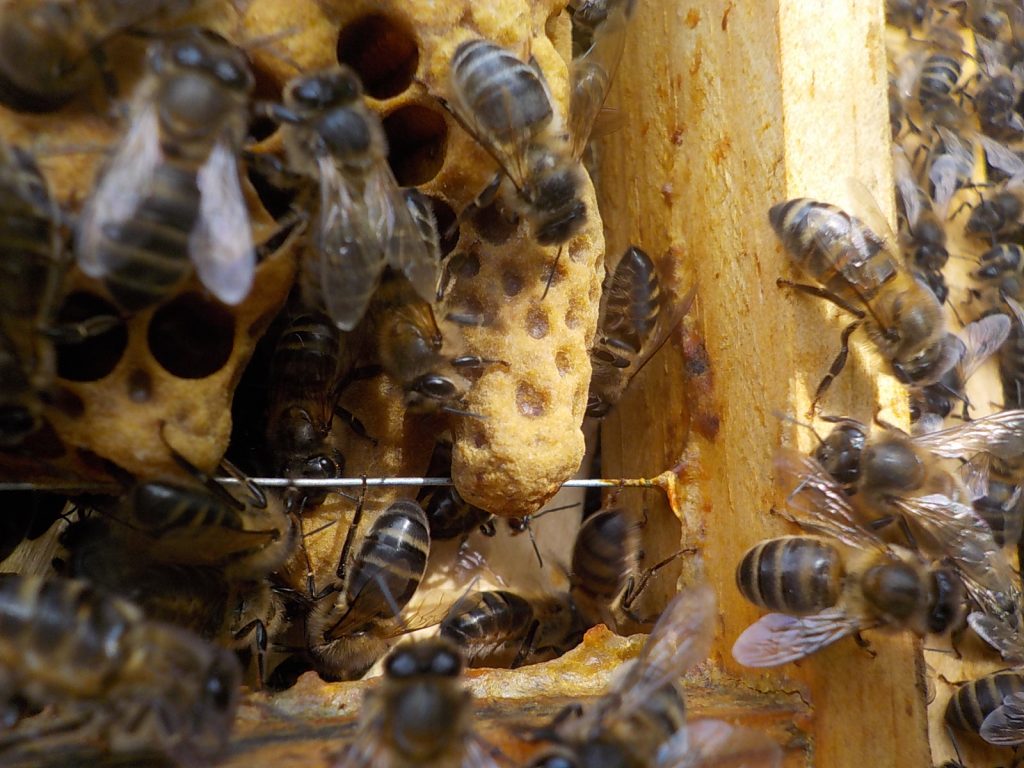 les-colmenes-de-tate-asturias-abejas-colmenas-miel-nueva-reina