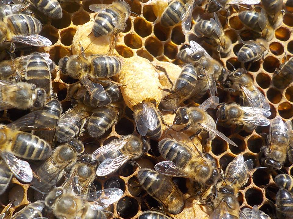 les-colmenes-de-tate-asturias-abejas-colmenas-miel-realeras