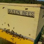les-colmenes-de-tate-asturias-abejas-colmenas-miel-2