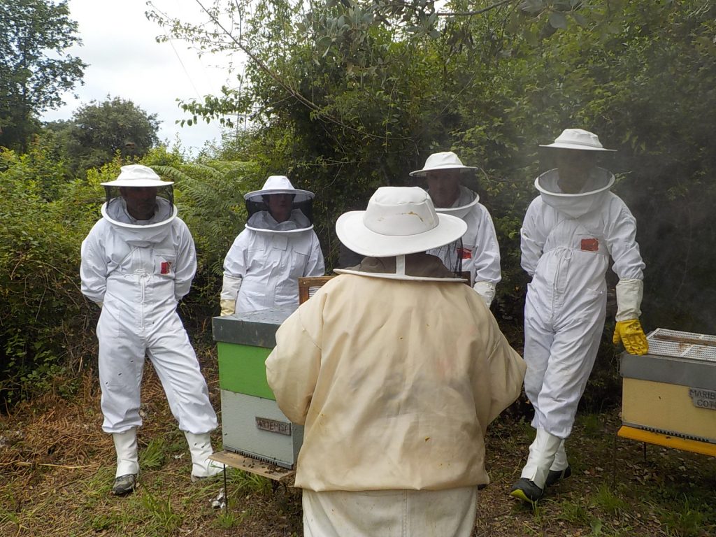 les-colmenes-de-tate-asturias-abejas-colmenas-miel-practicas (2)