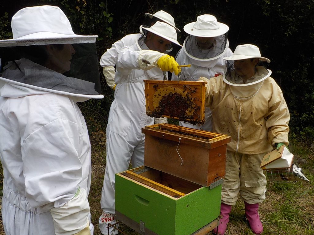 les-colmenes-de-tate-asturias-abejas-colmenas-miel-practicas-3