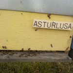 les-colmenes-de-tate-asturias-abejas-colmenas-miel-asturlusa