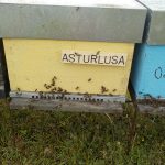 les-colmenes-de-tate-asturias-abejas-colmenas-miel-asturlusa (5)