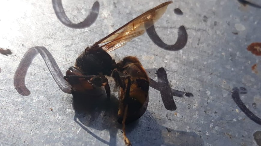 La Velutina y nuestras abejas