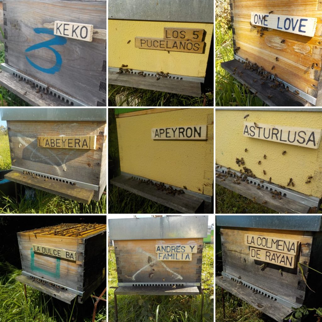 les-colmenes-de-tate-asturias-abejas-colmenas-miel (33)