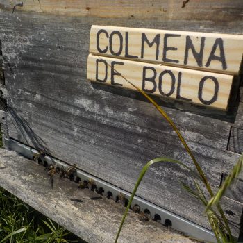 Colmena de Bolo