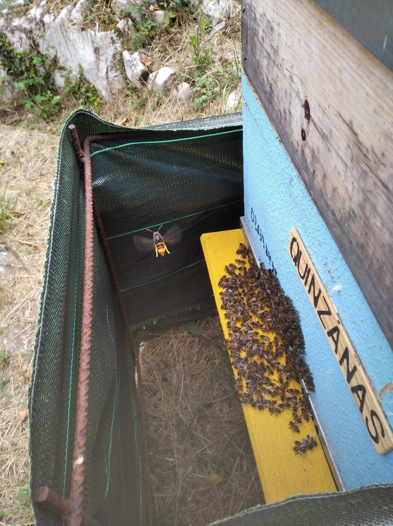 les-colmenes-de-tate-asturias-abejas-colmenas-miel-velutina (2)