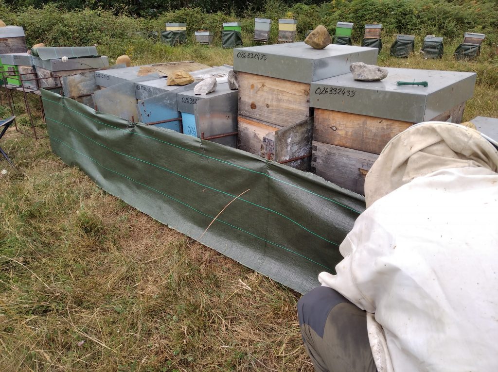 les-colmenes-de-tate-asturias-abejas-colmenas-miel-velutina (3)