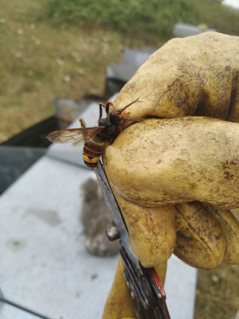 les-colmenes-de-tate-asturias-abejas-velutina-miel