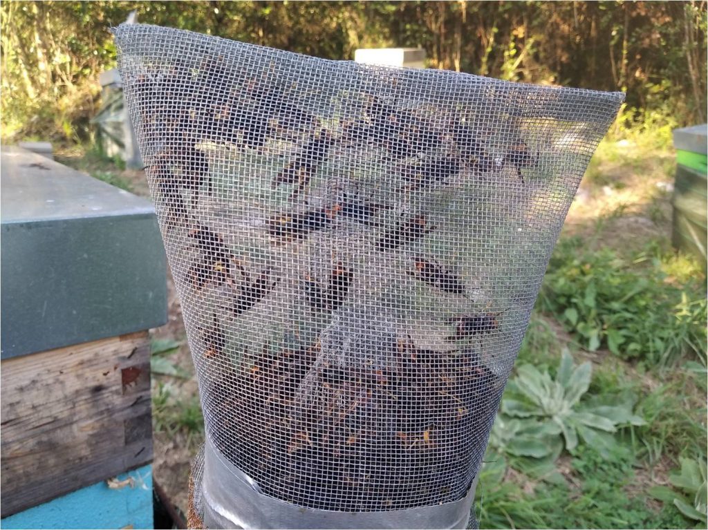 les-colmenes-de-tate-asturias-abejas-colmenas-velutina