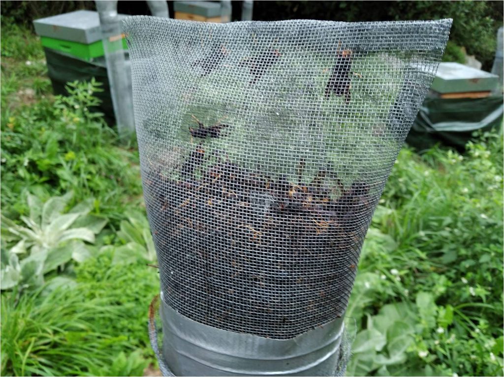 les-colmenes-de-tate-asturias-abejas-colmenas-miel-velutina