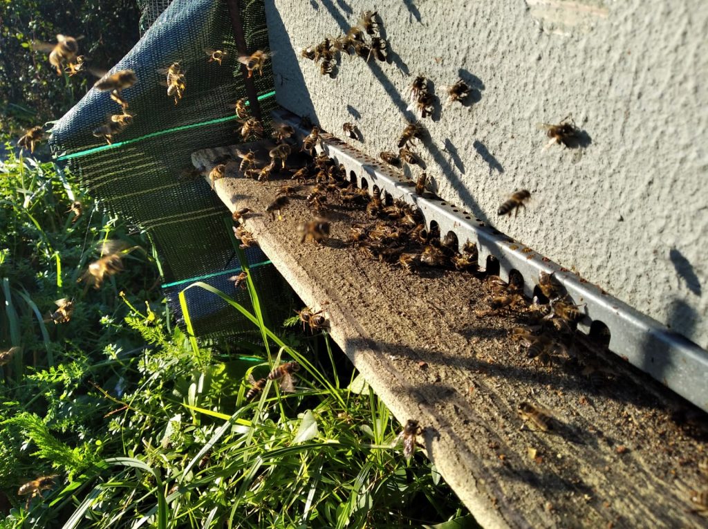 les-colmenes-de-tate-asturias-abejas-colmenas-miel- (5)